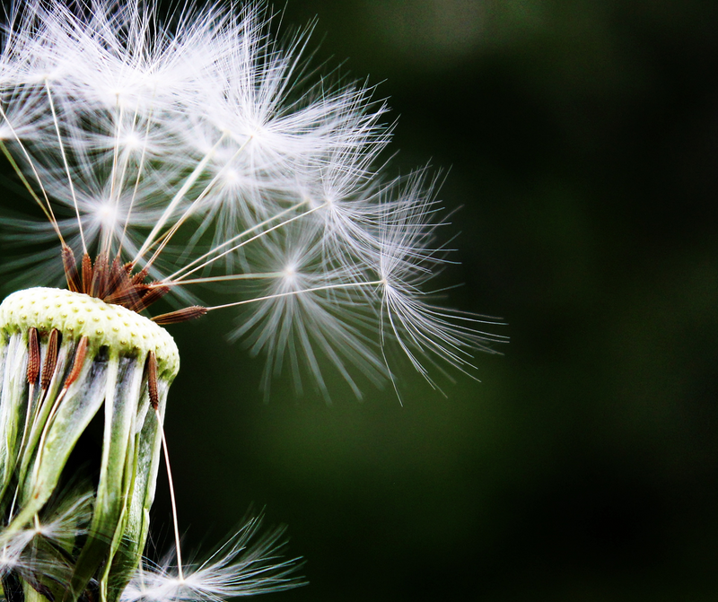 9 conseils naturels pour stopper les allergies saisonnières