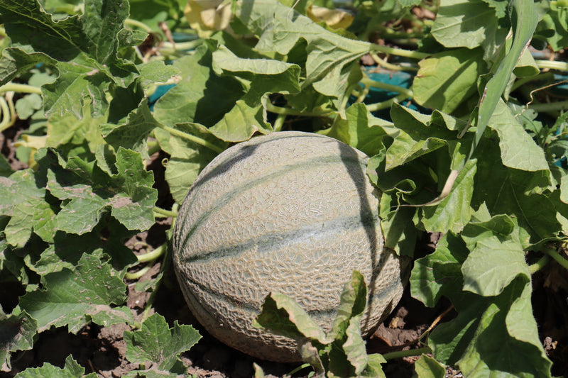 Les melons Bio : le fruit rafraîchissant de l'été