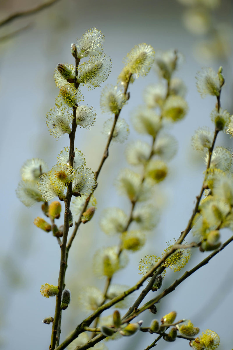 Les bourgeons, petits trésors aux grands bienfaits