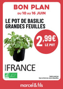 Basilic en pot